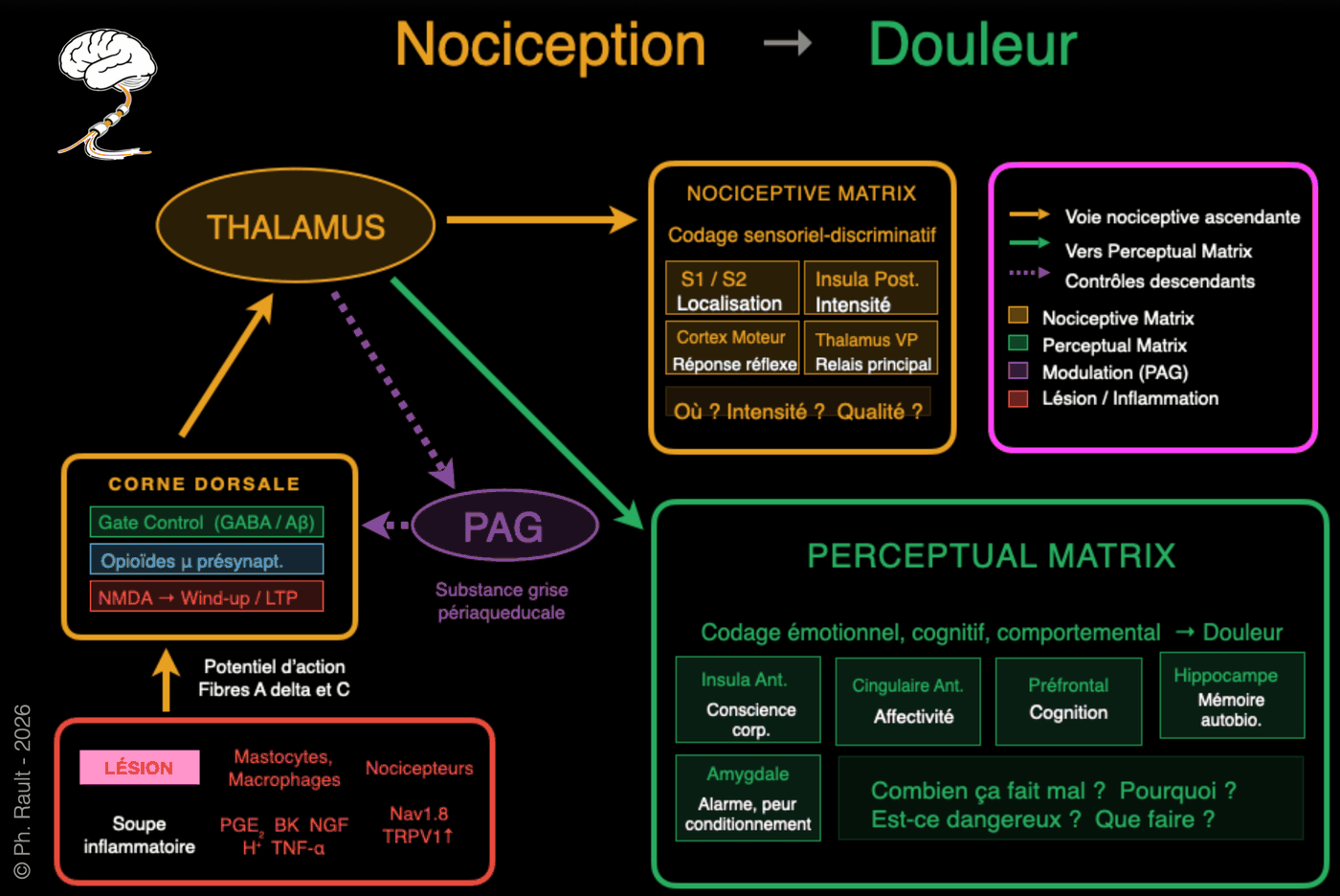 Schéma des voies de la nociception et de la perception de la douleur — du tissu lésé au cortex cérébral, distinction entre Nociceptive Matrix et Perceptual Matrix — Dr Philippe Rault